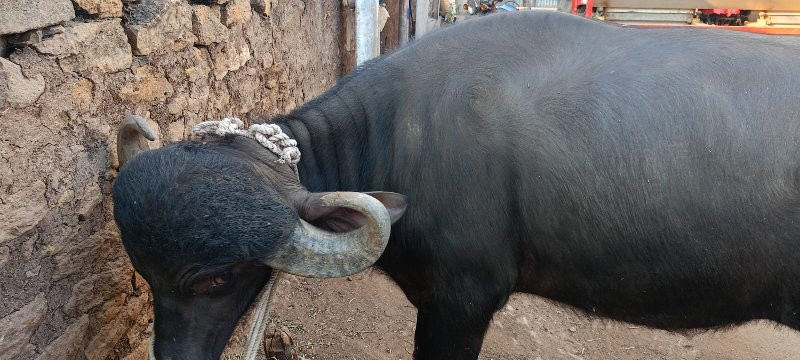 ખળેલુ