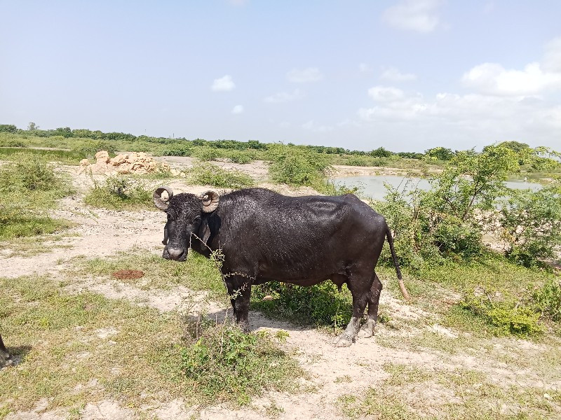 વીયાણલ છે