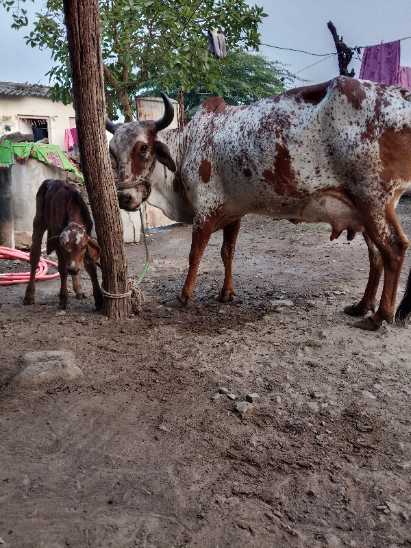 ગાયવેશવાની