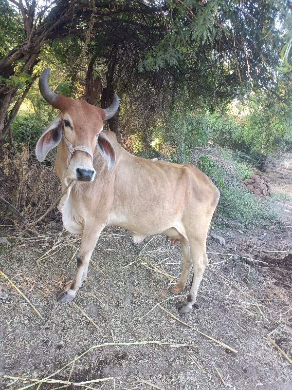 ગાય વેસવી