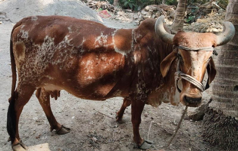 ગાય વેચવાની છે...