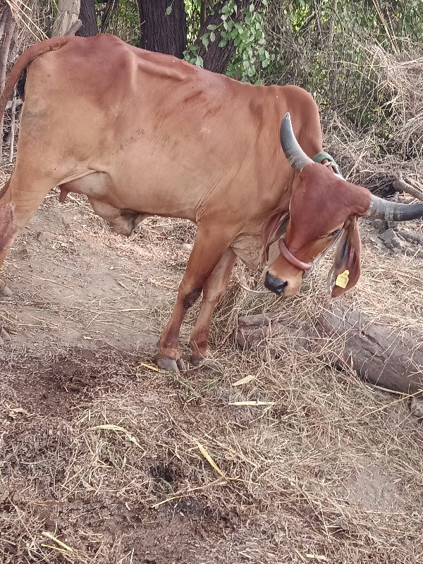 ગાય વેચવાની છે...