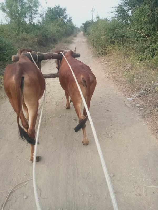 દેશી ગોધલા વેચવ...