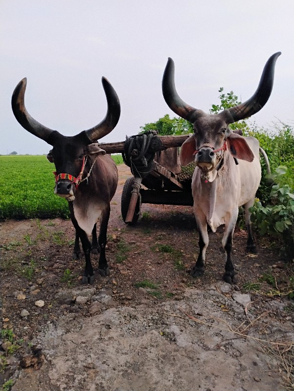 બળદ વેચવાના છે.