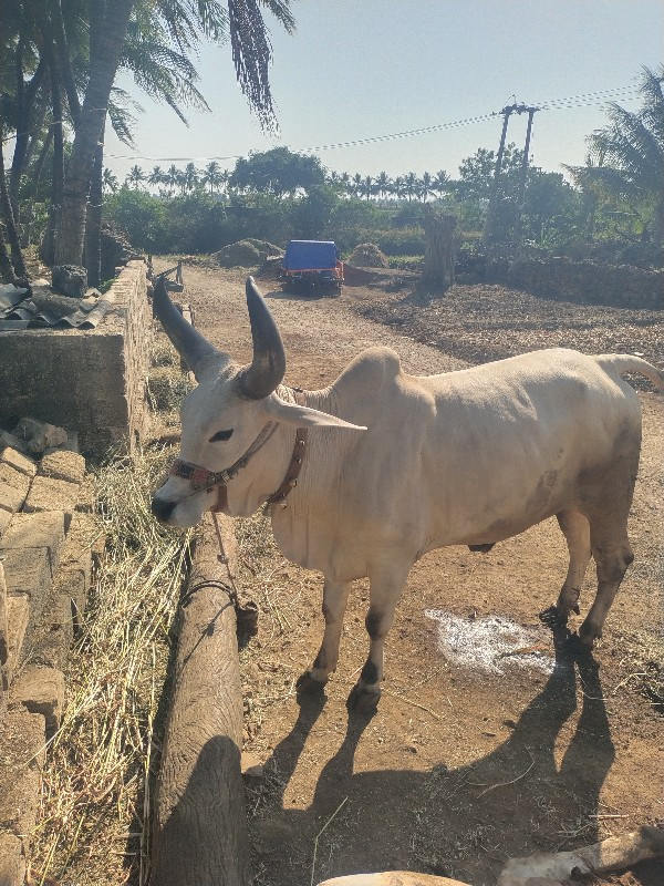 બળદ લેવાનો છે