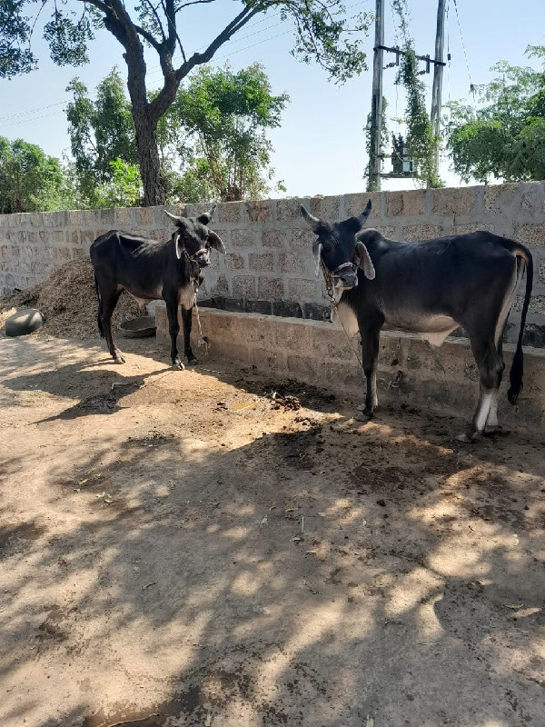 ગોઢલા વેચવાના છ...