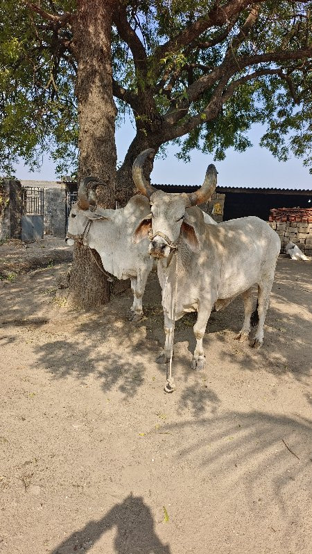 બહદ સારા છે