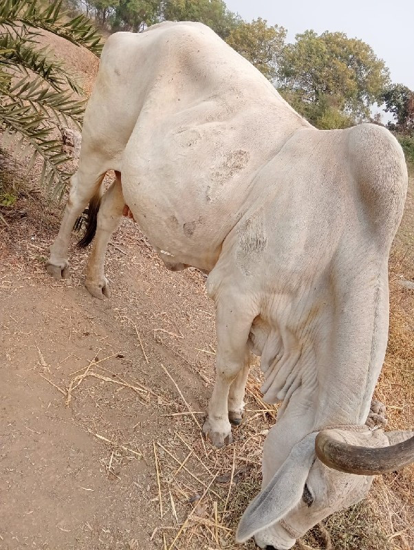 ગાય વેચવાની છે