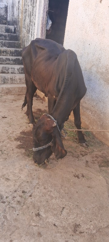 ગાય વેચવાની છે