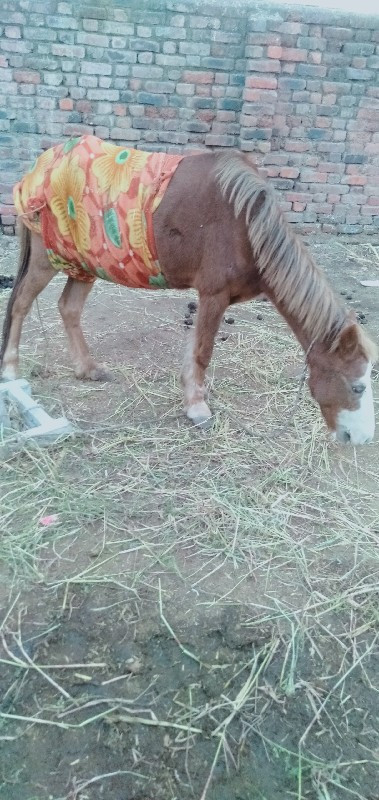 પોનીઘોડીછે સાવસ...