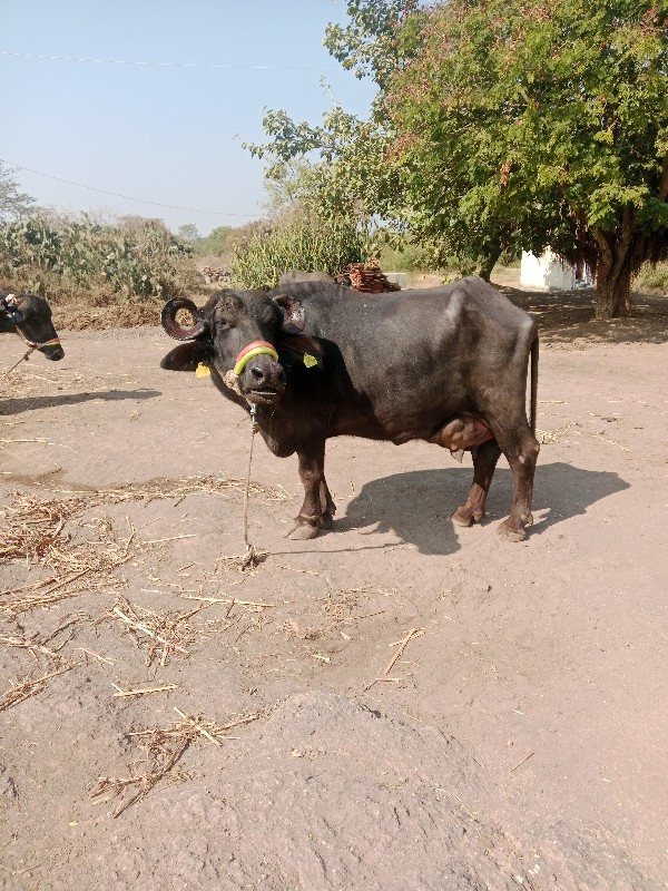 2જુ વેતર ૬લીટર