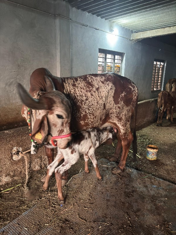 ગાય વેચવાની છે.