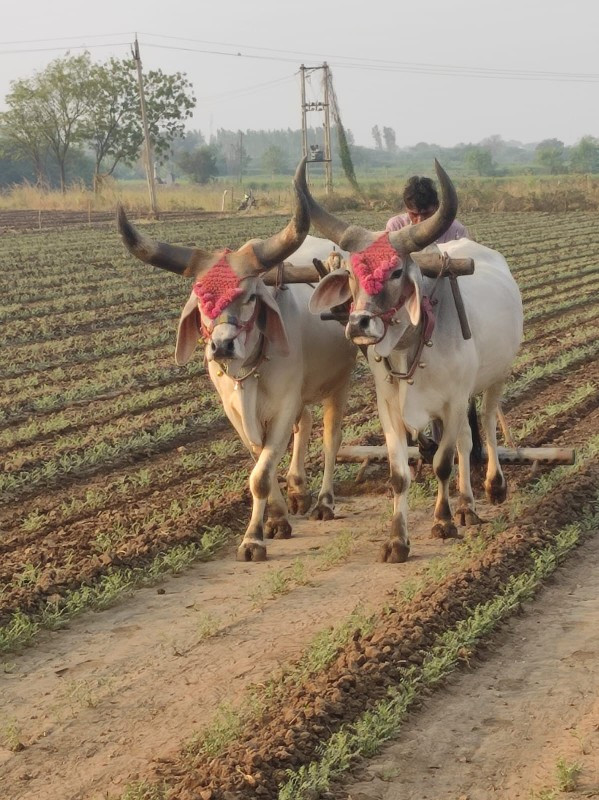 વાસરા બળદ