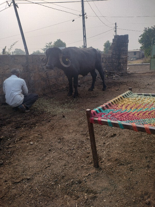 પાડો વેચવાનો છે