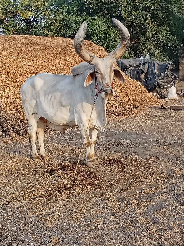 બળદ .  વેસવાનોસ...