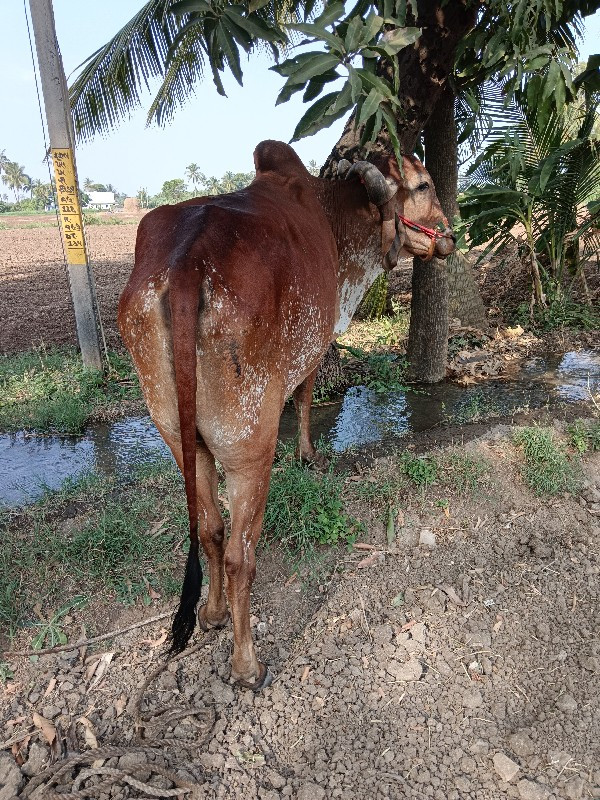 બળદ વેચવાનો છે