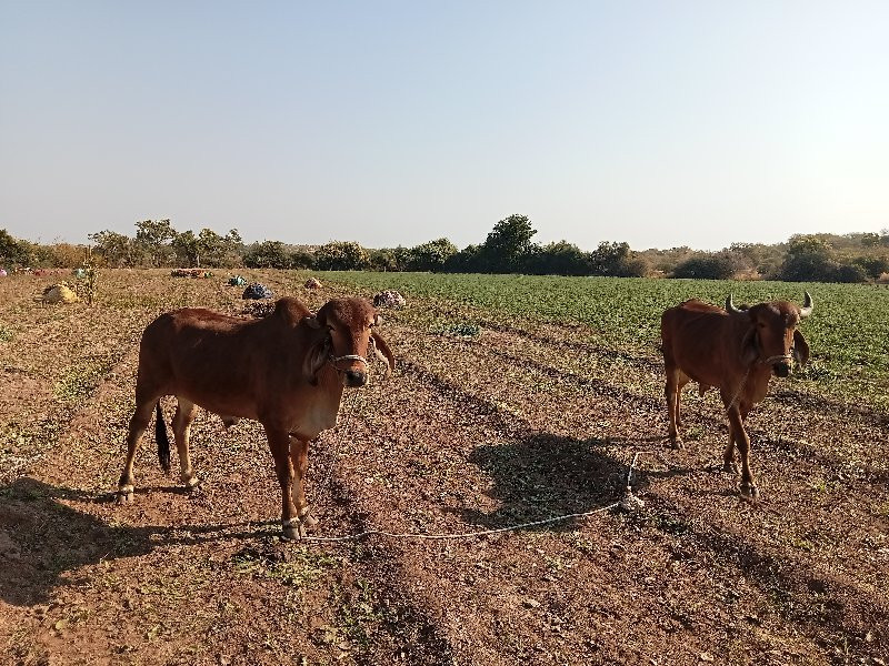 બળદ વેચવાના