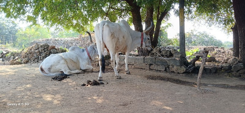 ગોઢલા વેચવાના છ...