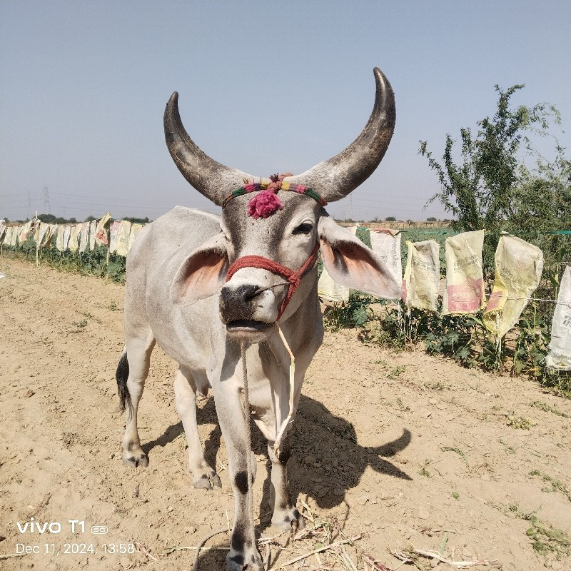 બળદ વેચવાનો છે