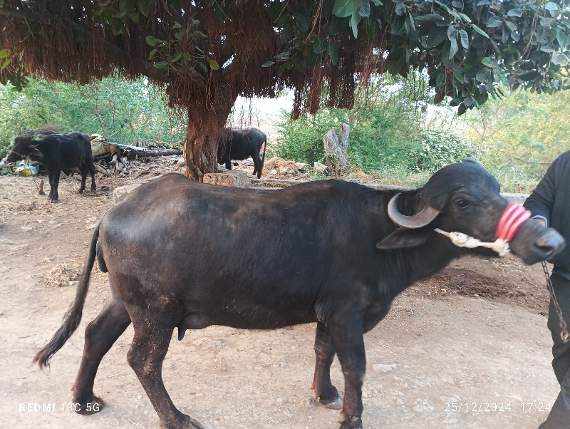 ભેંસ વેચવાની છે