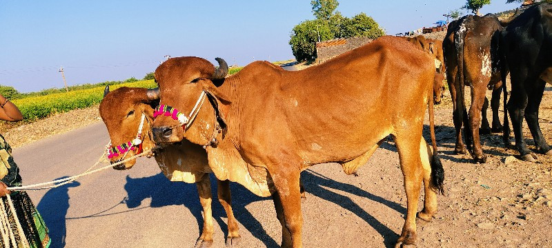 સંશોધેલા