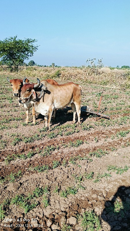 વેચવાના છે