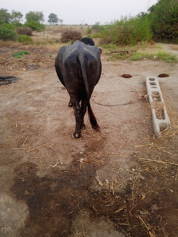 ભેસ વેચવાની છે