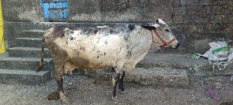 ગાય વેચવાની છે