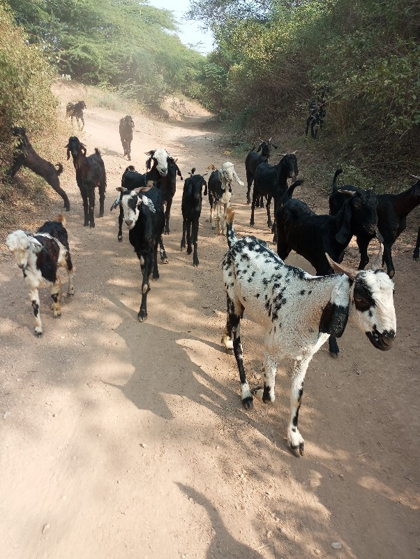 દૂધની બકરી વેચવ...