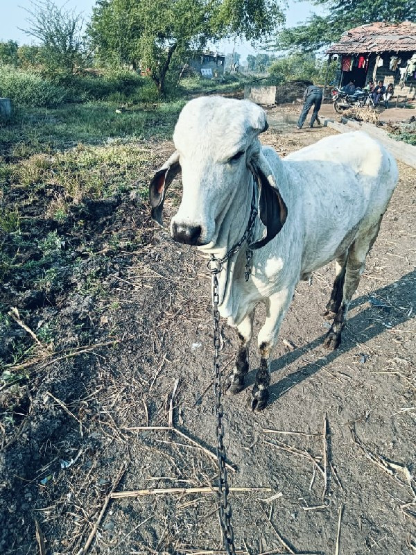 સાટા કરવાના છે