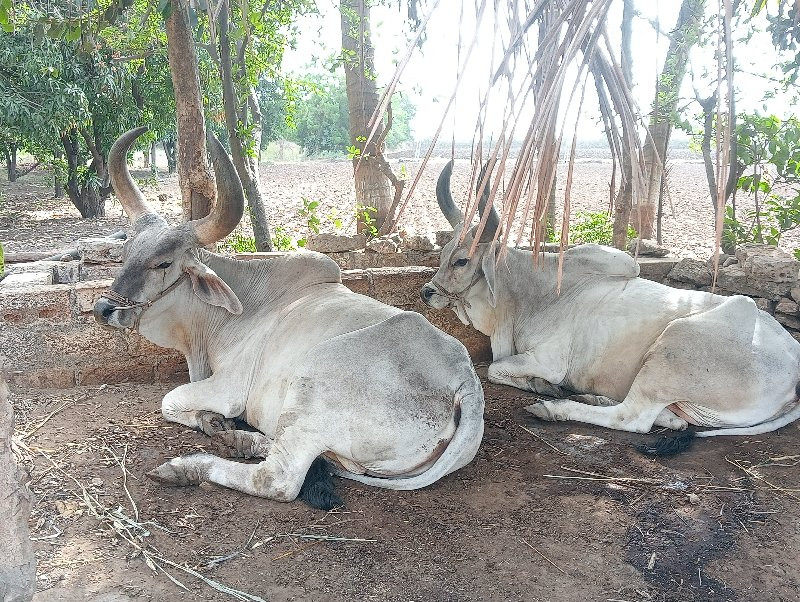 બળદ વેચવાના છે