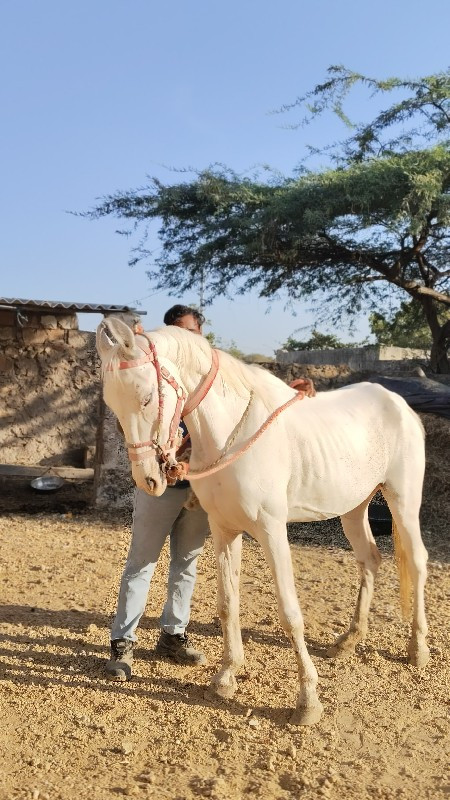 ઘોડી વરઘોડા ફુલ...