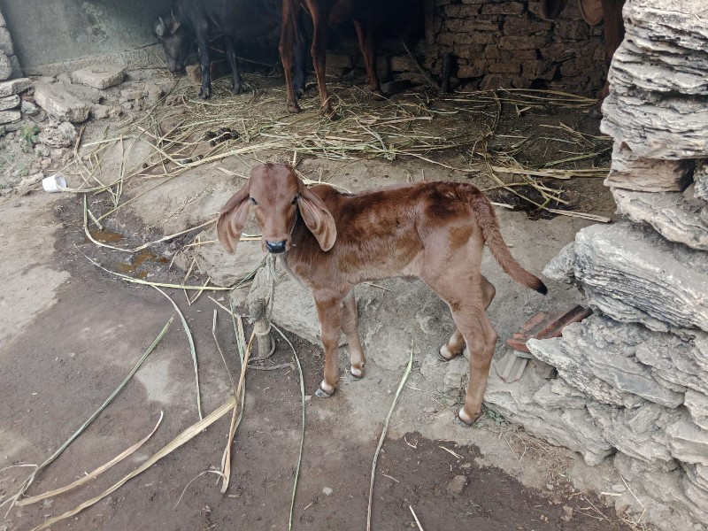 ગાય વેચવાની છે