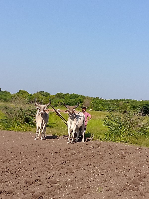 વેચવાના છે