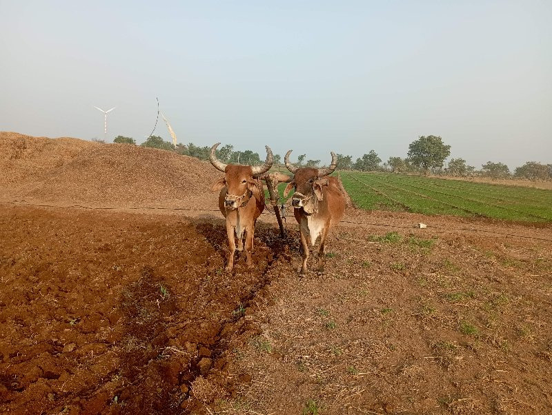 બળદ ‌ દેવા ના છ...