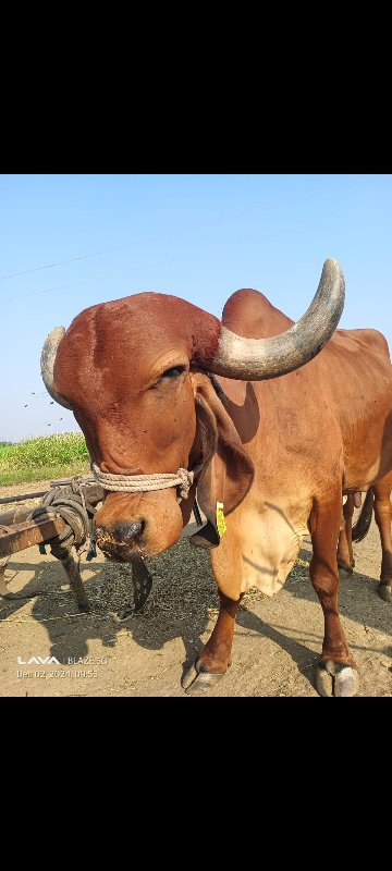 ગાય બેસવાની છે