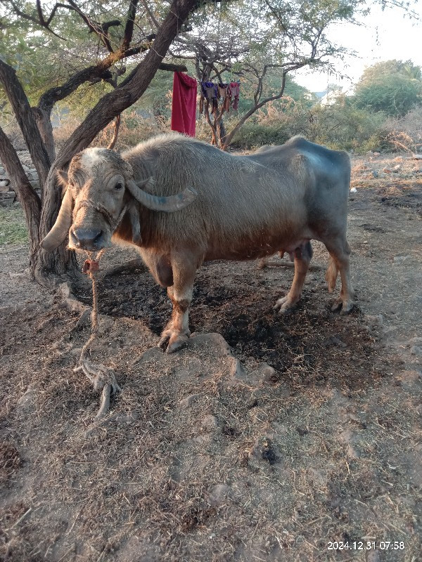 ભેસ વેશવા ની છે