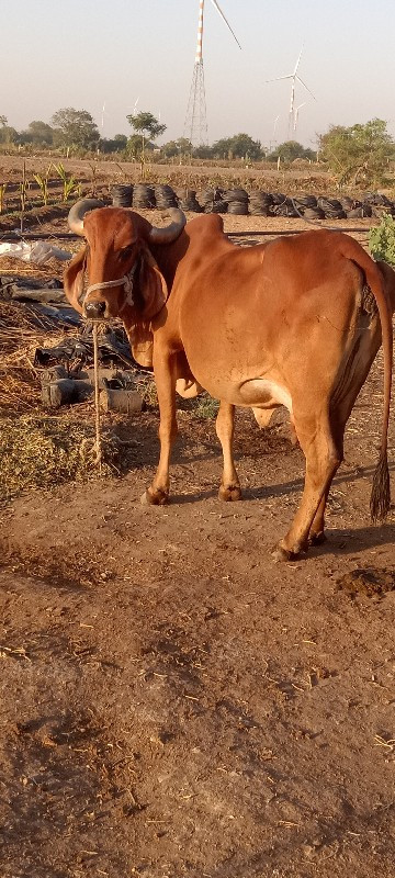 ગાયવેચવાનીછે