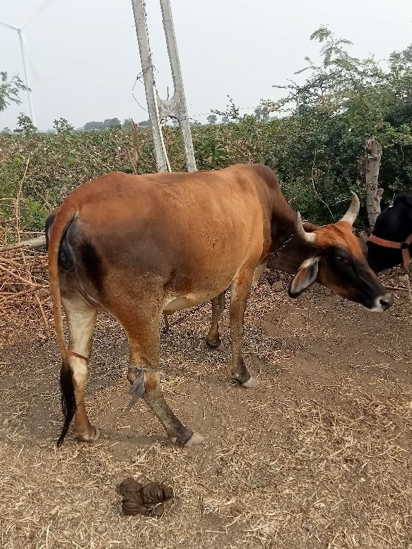 જર્સી ગાય વેસવા...