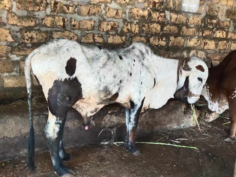 ખુટ દેવાનો સે