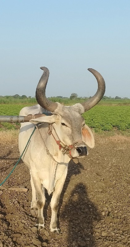 બળદ