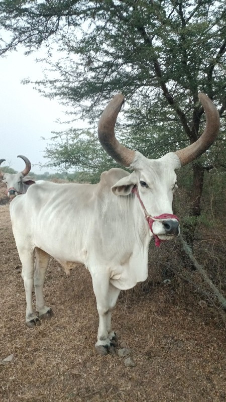 બળદ વેચવાનો છે