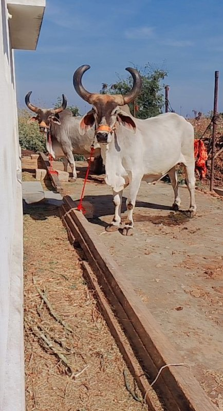 વેચવાના છે