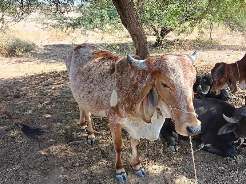 ત્રણ દેસી વાસદિ...