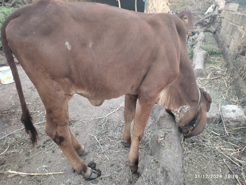 ઓરિજનલ ગીર વાસડ...