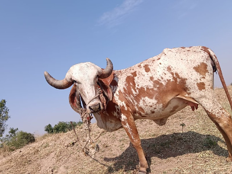 હોડકિ છે ગિર