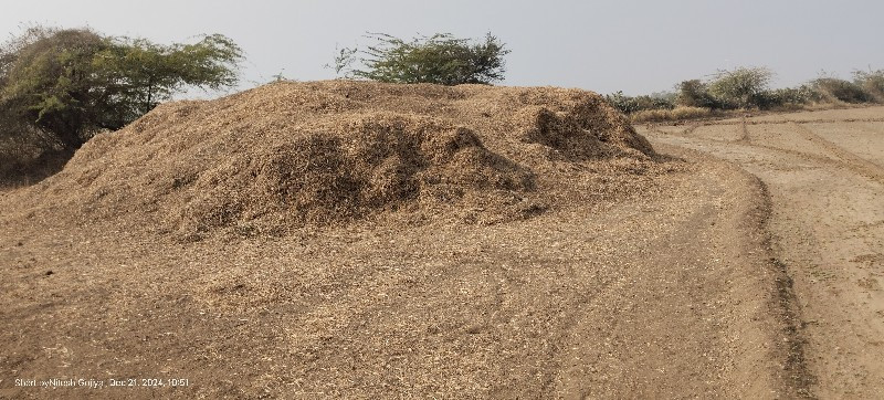 ભૂકો -માડવીયુ