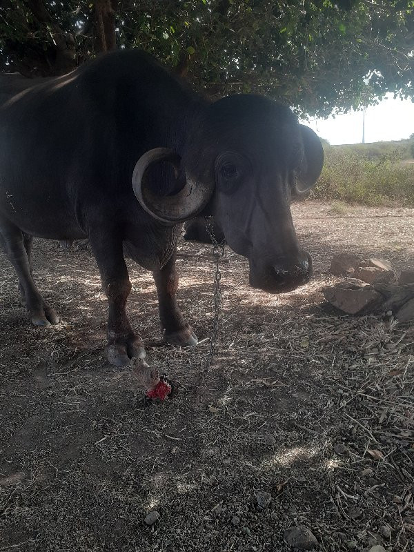 ખડેલી વેચવાની છ...