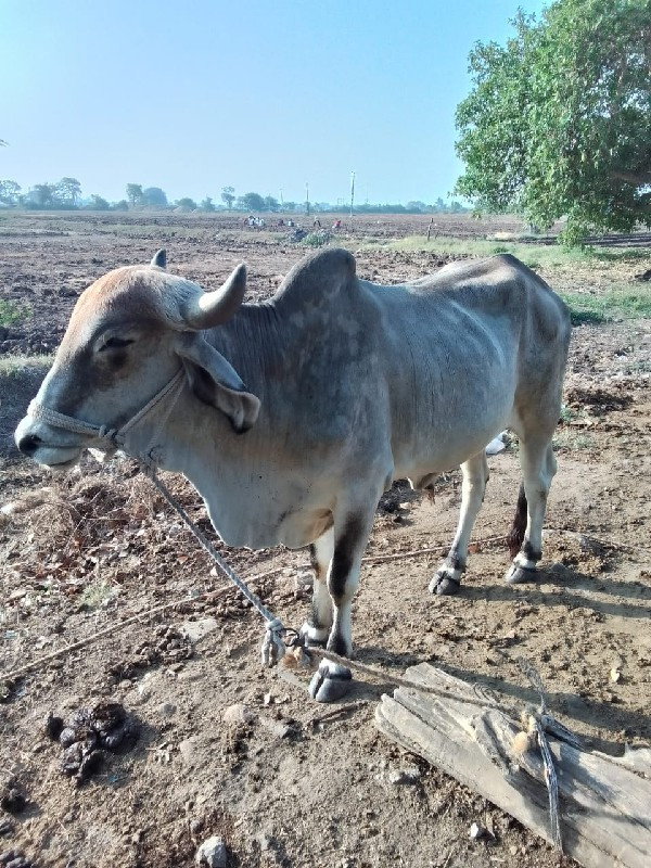 devbhumi Dwarka...