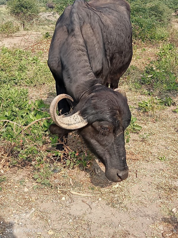 પેલું વેતરછે